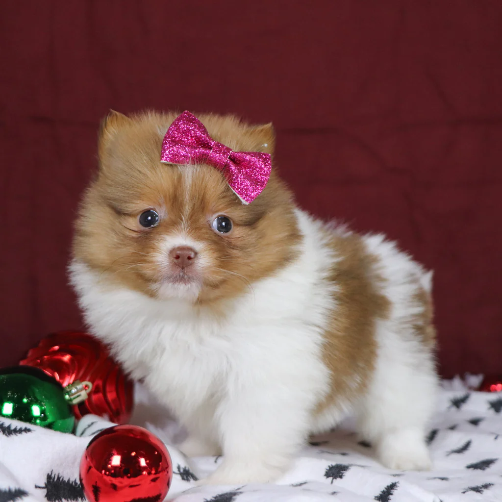 Began9587311.19-1_1024x