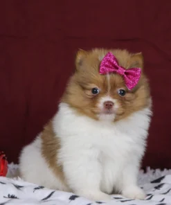 Began - Available Now