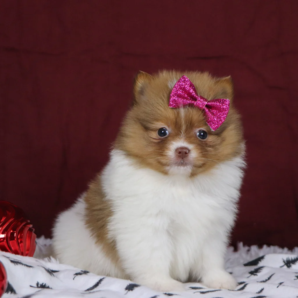 Began9587311.19-3_1024x