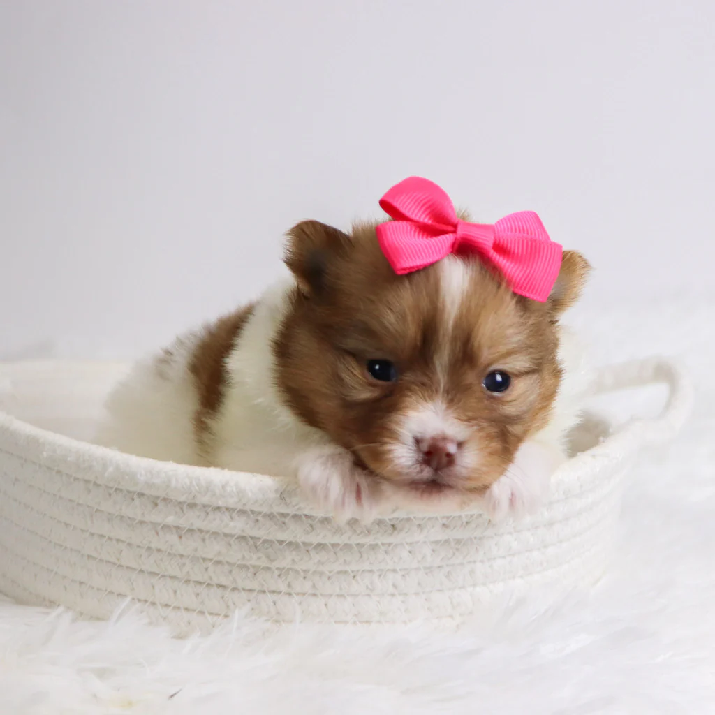 Began_95873_10.30-1_1024x