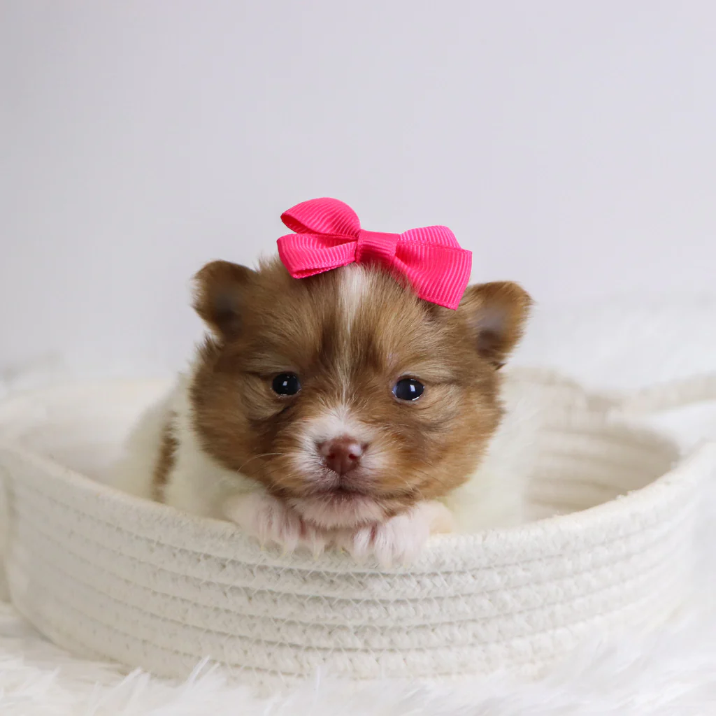 Began_95873_10.30-2_1024x