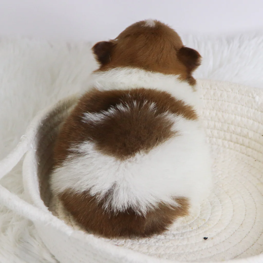 Began_95873_10.30-4_1024x