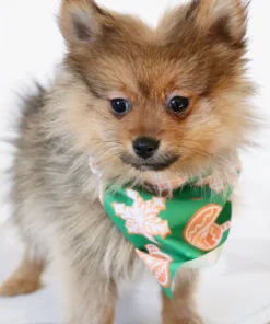 Acton - Available Now