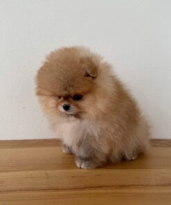 Ronnie - Available Now