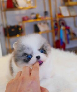 Emily - Available Now