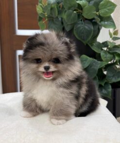 Max  - Available Now