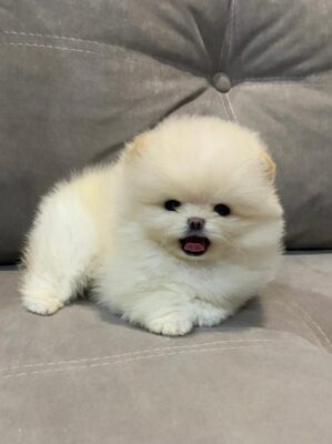 Billy - Available