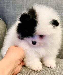 Adwin - Available Now