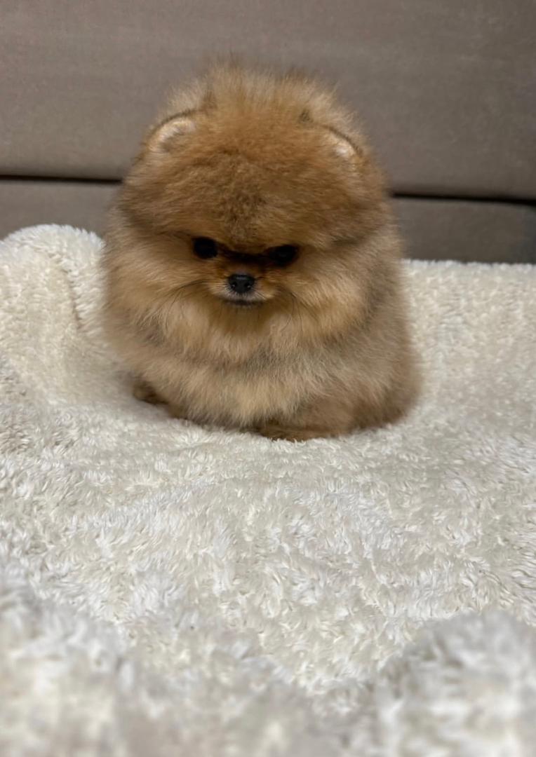 WhatsApp Image 2026-01-19 at 3.18.15 AM (1)