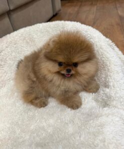 Jetta - Available Now