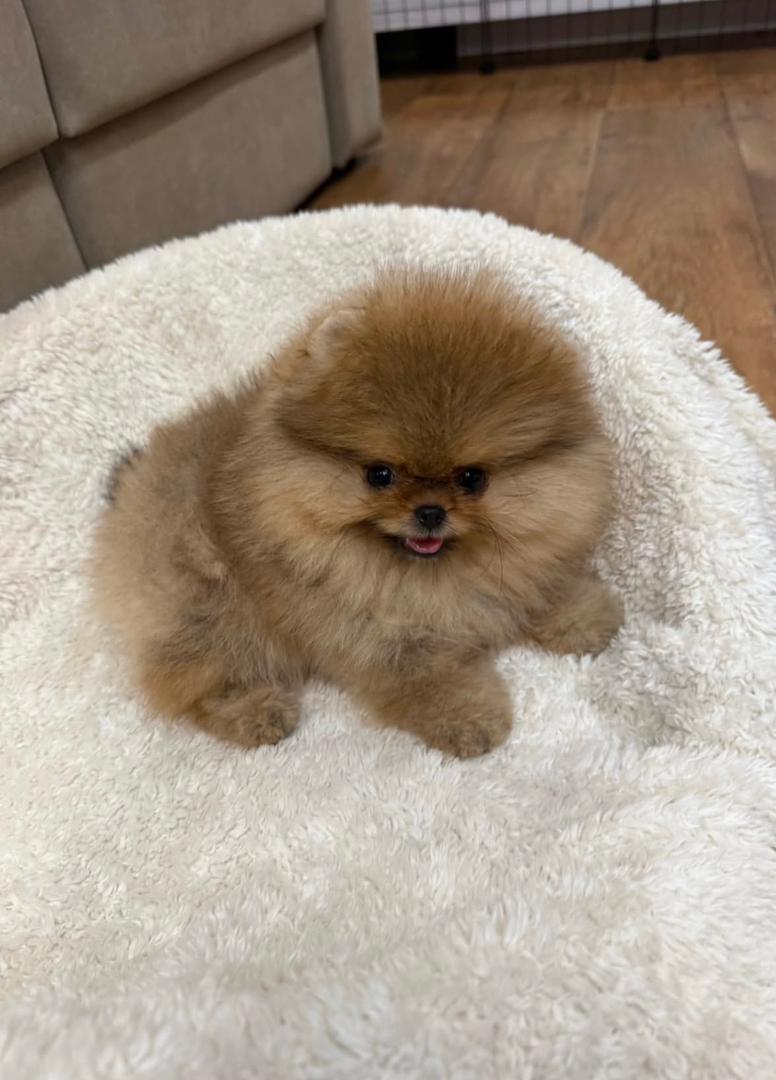 WhatsApp Image 2026-01-19 at 3.18.16 AM