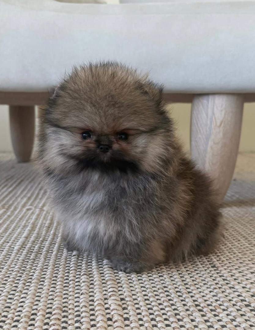 WhatsApp Image 2026-01-19 at 3.42.16 AM