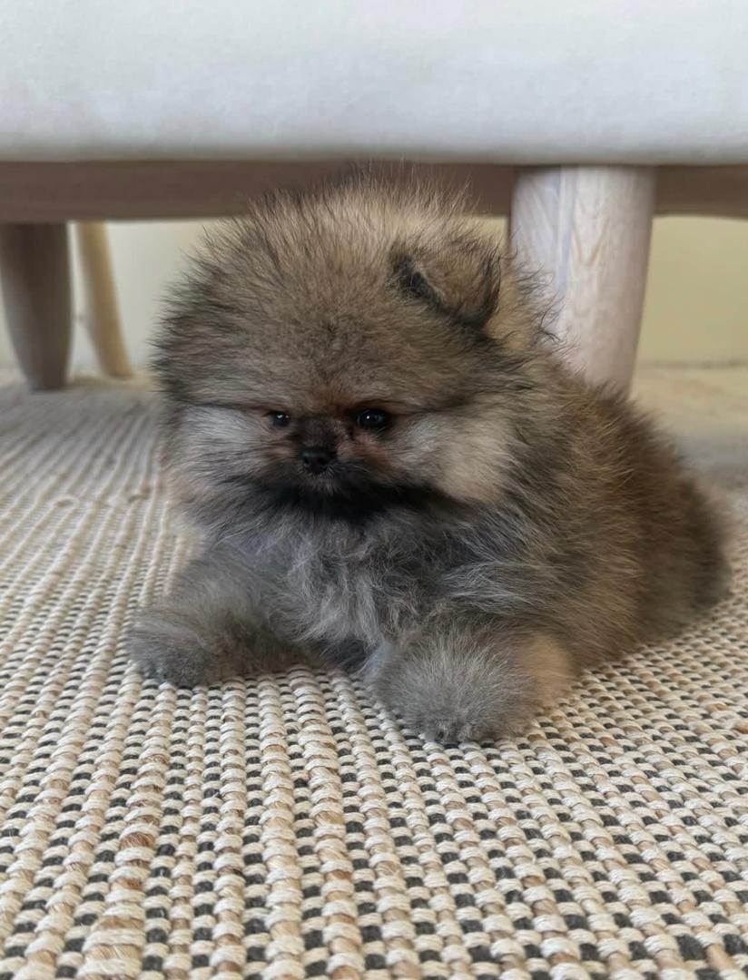 WhatsApp Image 2026-01-19 at 3.42.17 AM