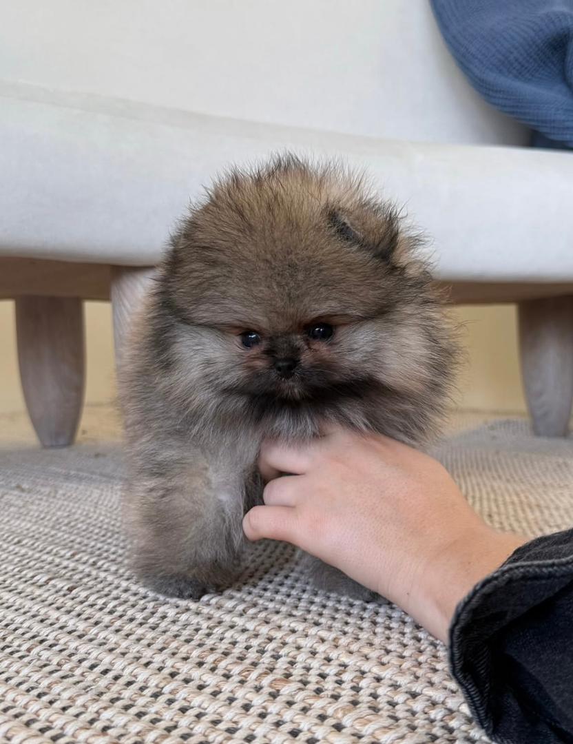 WhatsApp Image 2026-01-19 at 3.44.00 AM