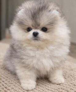 Abbott - Available Now